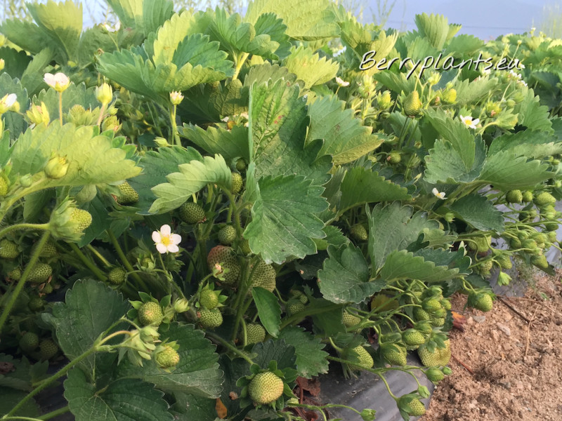 Strawberry Cupid (Late) Bare root plants