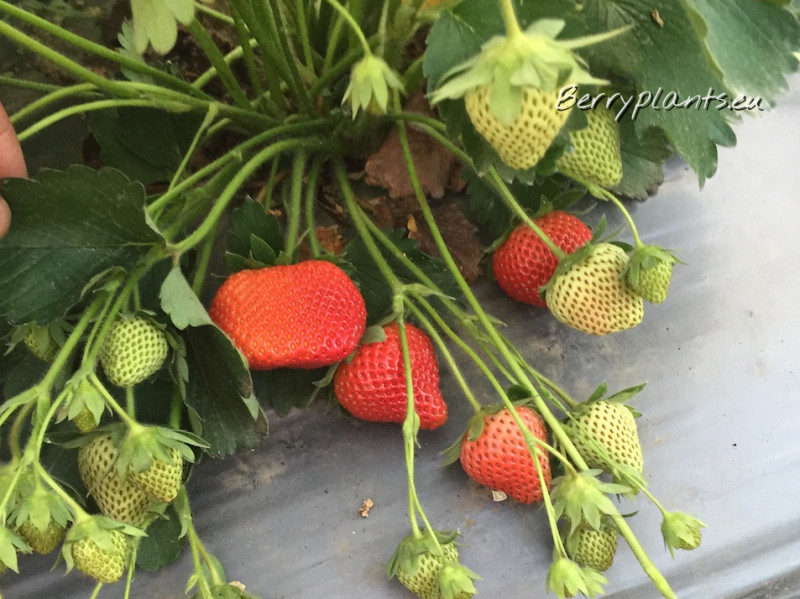 Strawberry Cupid (Late) Tray plants