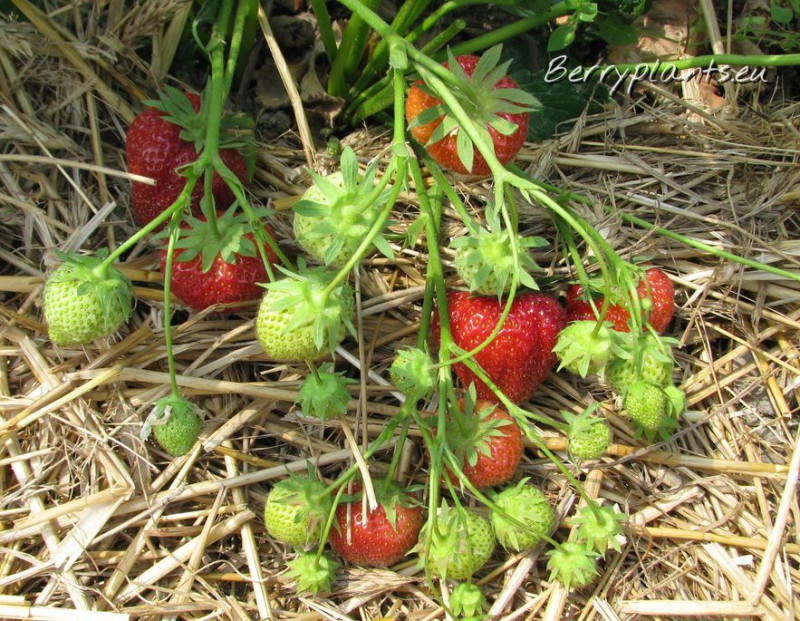 Strawberry Elsanta (Mid-Early) Bare root plants