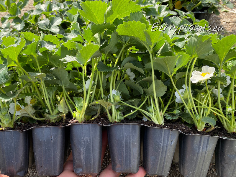 Strawberry Elsanta ( Mid-early) Tray plants
