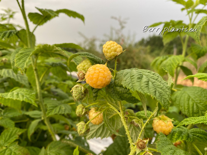 Raspberry Fall Gold (everbearing) bare root plants