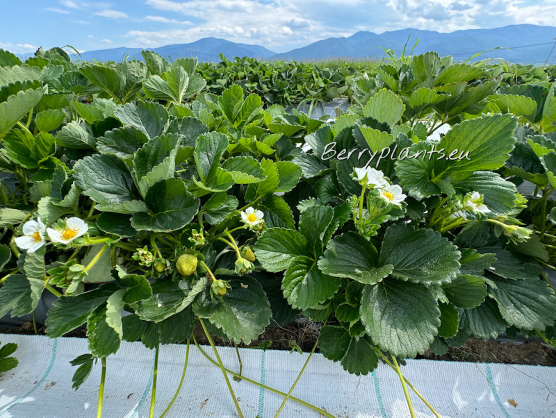 Strawberry Flamenco (Everbearing) bare root plants