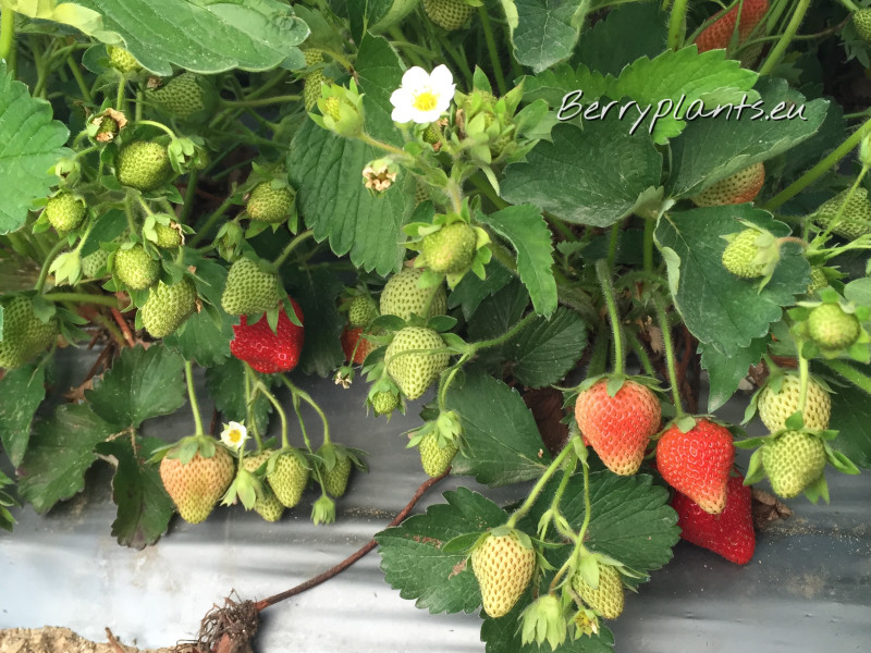 Strawberry Flamenco (everbearing) Tray plants