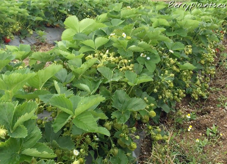 Strawberry Korona (Mid-Early) Bare root plants