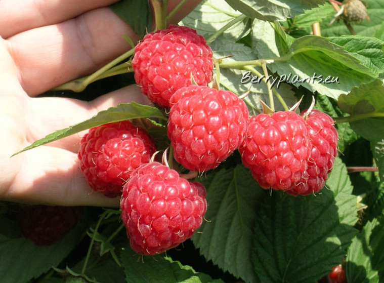 Raspberry Lyulin (Everbearing) Bare root plants