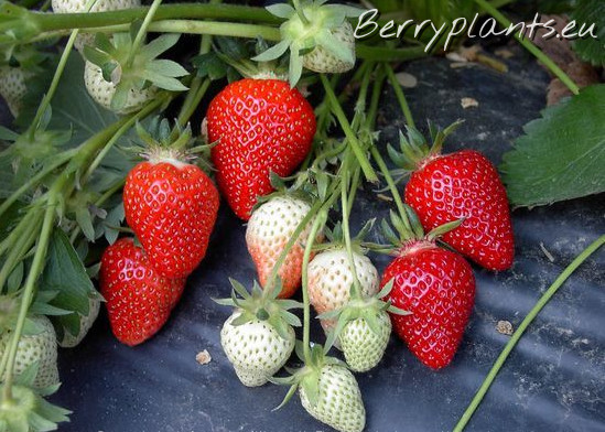 Strawberry New Gorella (Very Early) Bare root plants