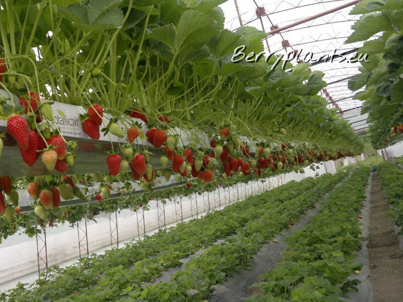 Strawberry New Gorella (Very early) Tray plants