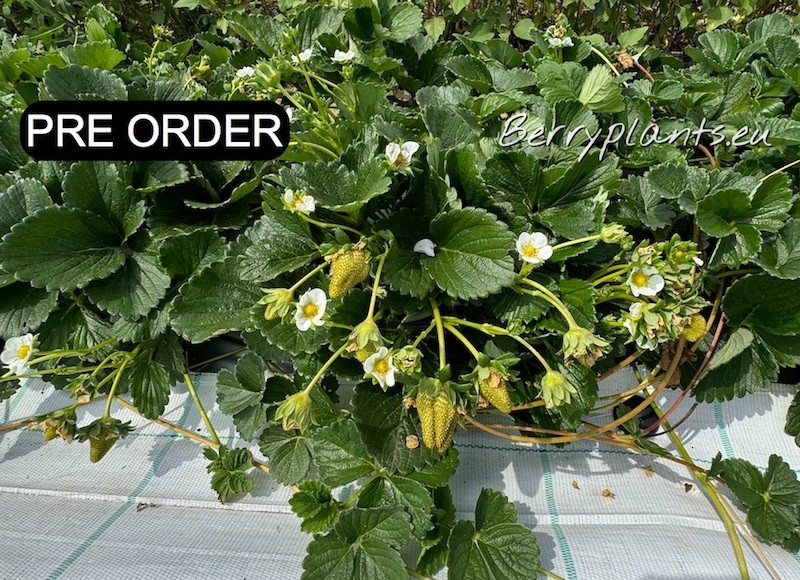 Strawberry Selva (everbearing) Tray plants