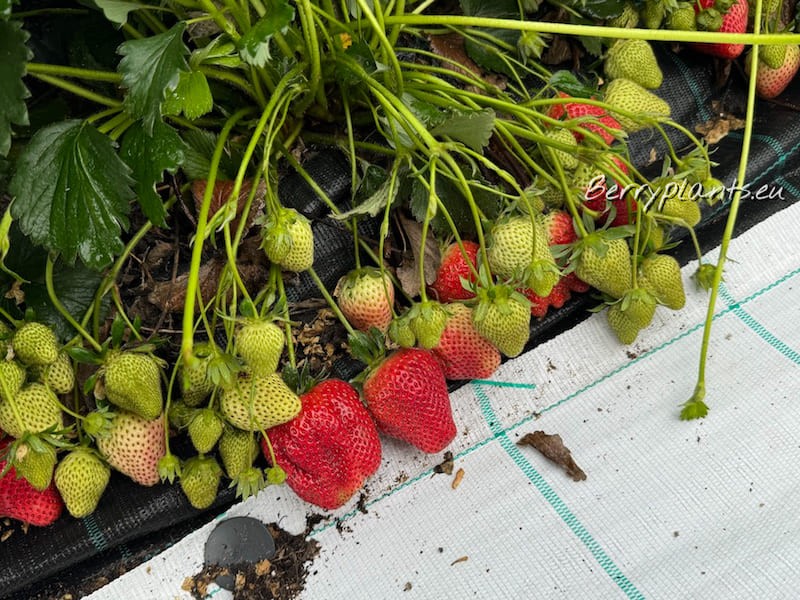 Strawberry Florence (Late) Bare root plants