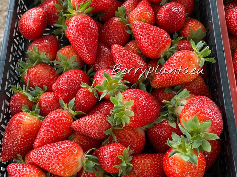 Strawberry Korona (Mid-early) Tray plants