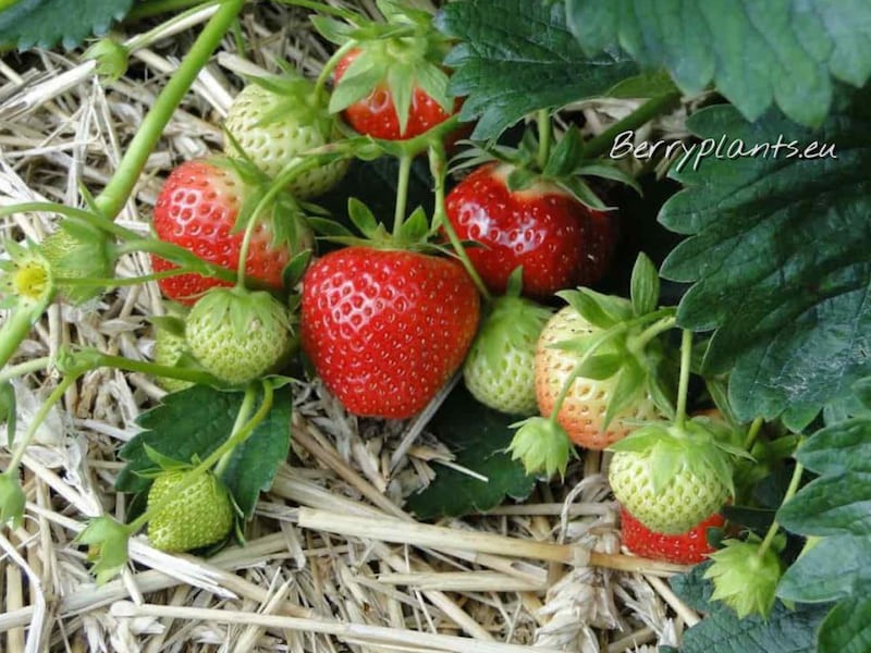Strawberry Selva (everbearing) Bare root young plants