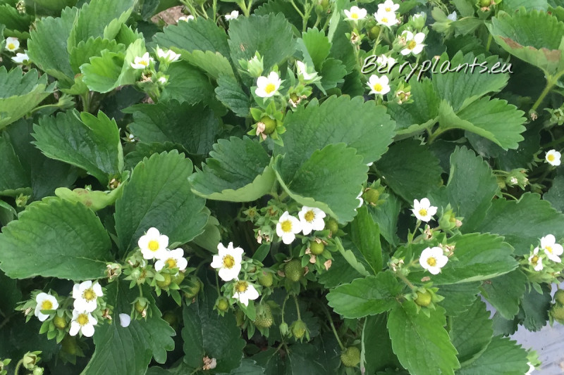 Strawberry Vibrant (Early) Bare root plants