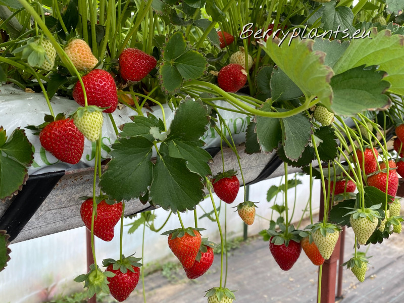 Strawberry Vibrant (Early) Tray plants